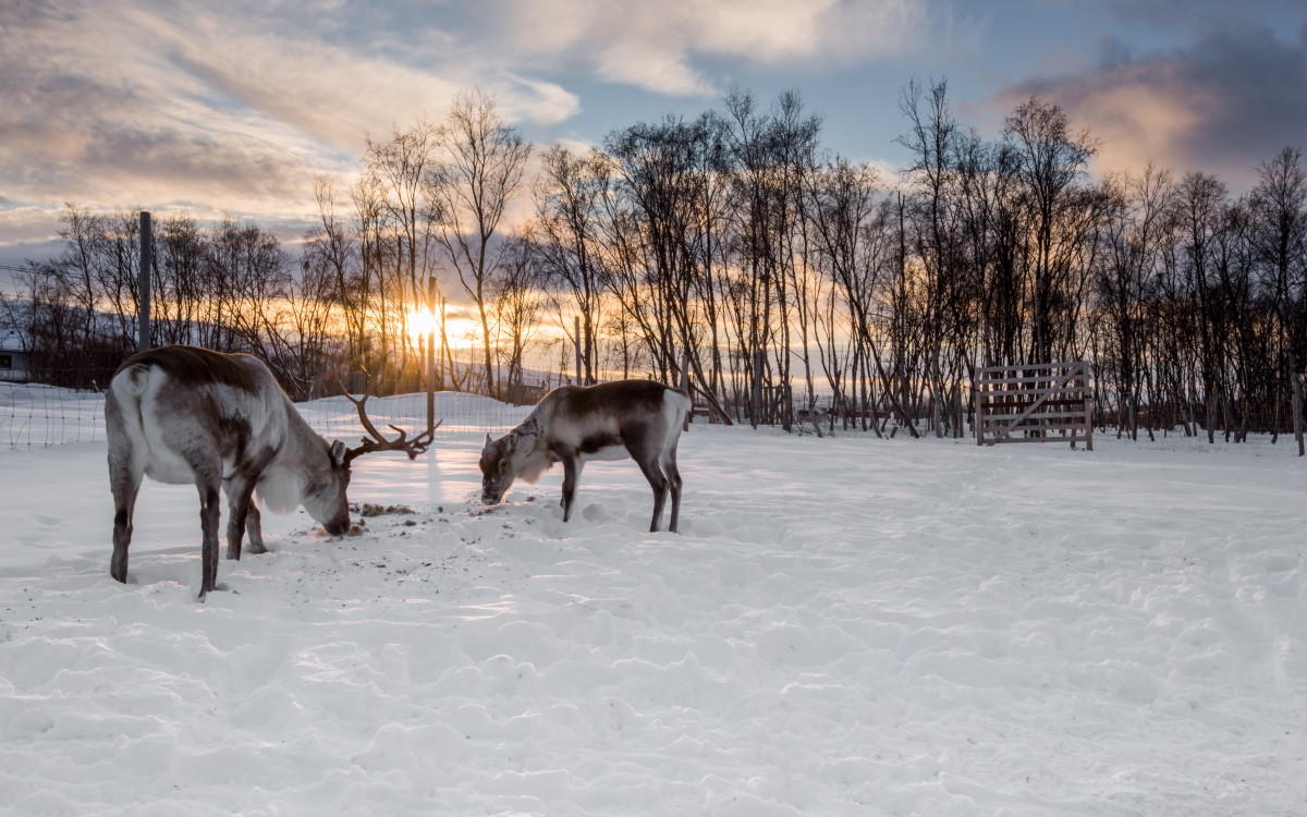 Rein på beite. Foto: Ørjan Bertelsen / nordnorge.com