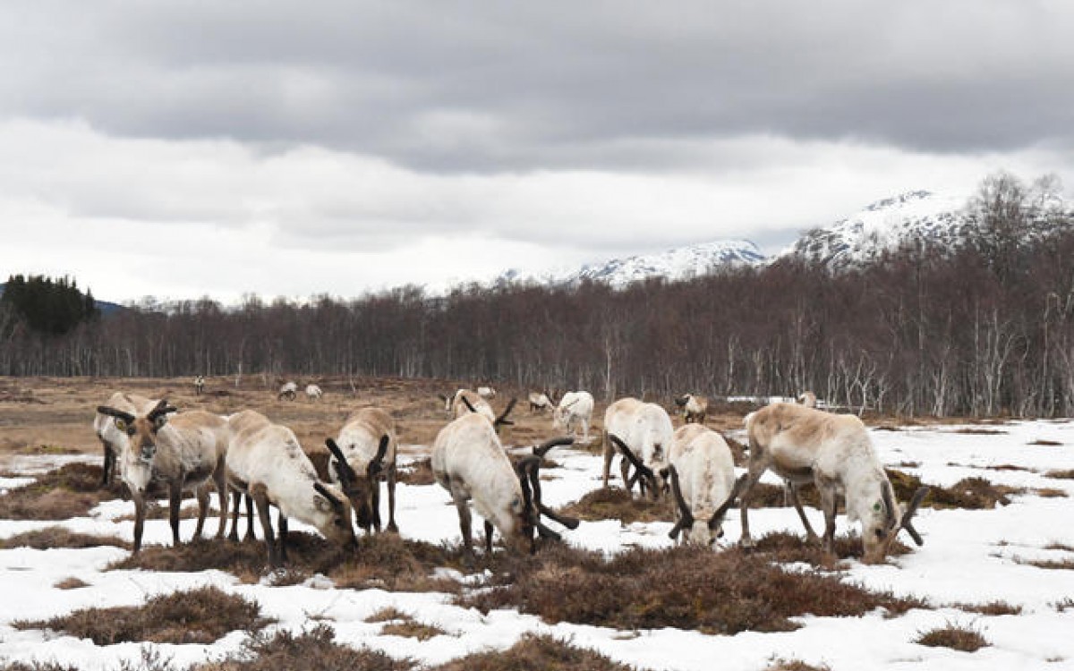 Naturlige beiteområder blir stadig færre for reinen. Foto: Thoralf Fagertun