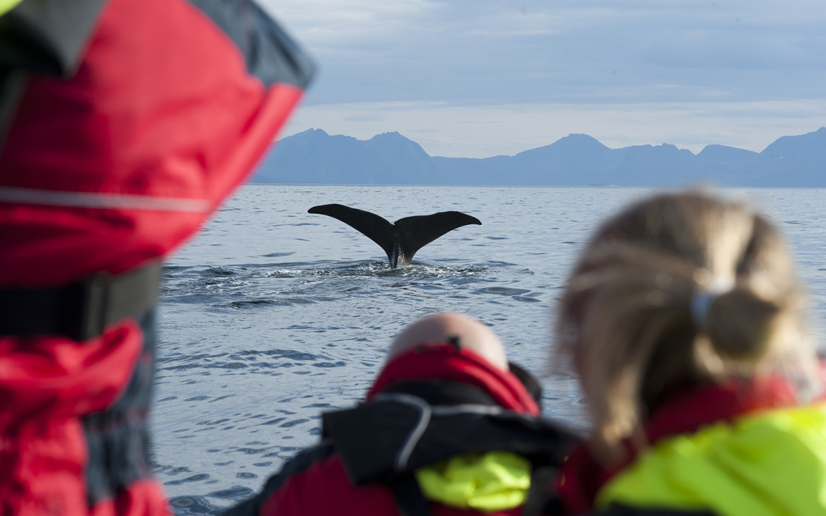 Hvalsafari i Vesterålen. Foto: Marten Bril / Visit Vesterålen Hvalsafari i Vesterålen. Foto: Marten Bril / Visit Vesterålen