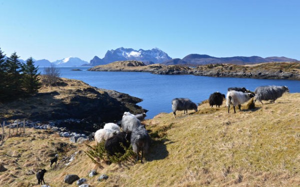 Bøndene blir færre og utmarka endrer seg. Foto: Brynjar Hilling