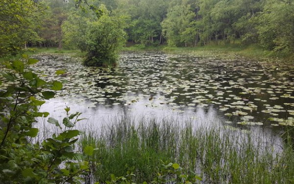 Tjernene i Jomfruland nasjonalpark ga Theodor Kittelesen inspirasjon til sitt berømte maleri "Nøkken". Foto: Gunn Elin Fedreheim