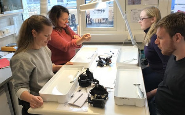 Nordlandsforsknings Maiken Bjørkan og medstudenter går i gang med lusetelling. Foto: Rune Nilsen