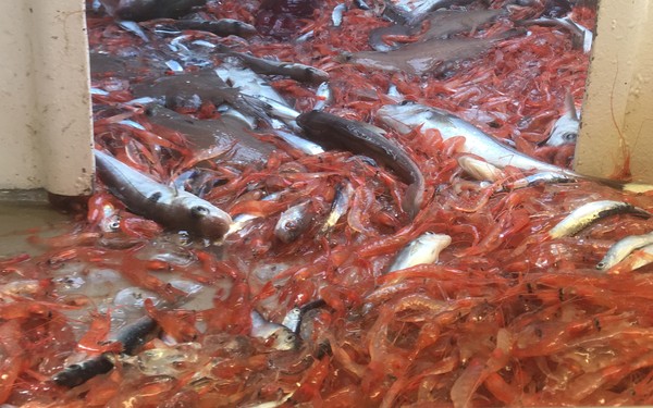 Fiskerne er bekymret for rekebestanden langs kysten. Foto: Guldborg Søvik 