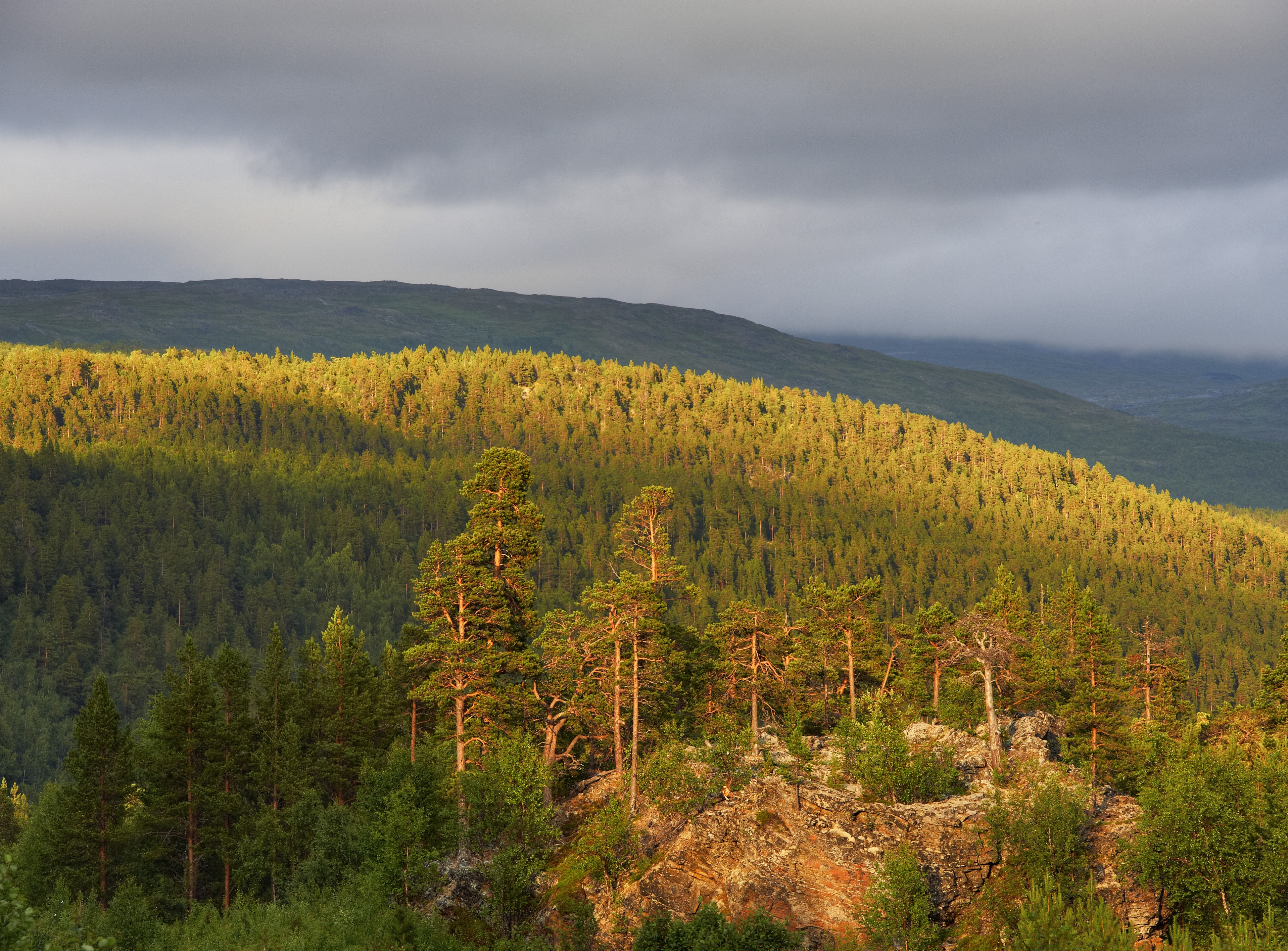 Skog. Foto: Bård Løken / nordnorge.com